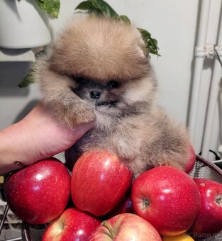 Krásná mini pomeraniánská holčička - 7