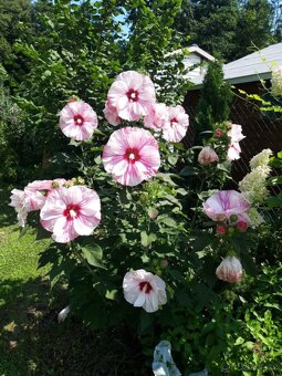 Nabízím osazení vaší zahrady - 7