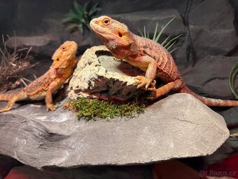 Agama vousatá dvě samičky k prodeji - 7