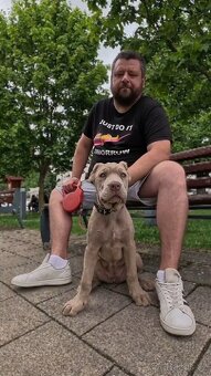 Americký BANDOG - 7
