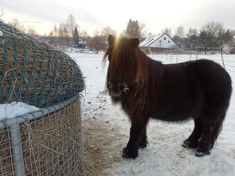PONY SHETLAND - 7