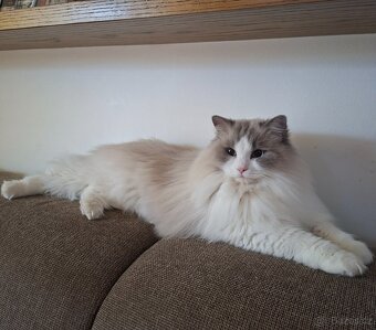 Ragdoll na kryti - 7