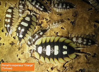 Isopody - nabídka - 7