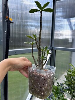 Adenium arabicum - 7