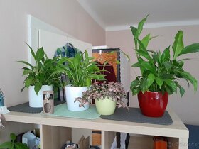 Prodám 29 pokojových rostlin různých druhů a velikostí - 7