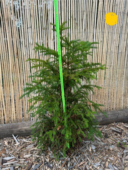 Tis červený - Taxus baccata - 7