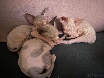 Koťata Kanadský Sphynx - 7