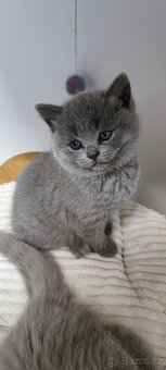 NABÍZÍM BRITSKÉ MODRÉ KOCOURKY NA PROSINEC - 7