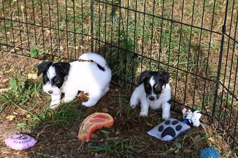 Jack Russell terier s PP - 7