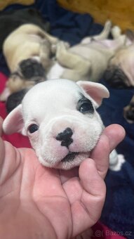 Štěňata francouzský buldoček - 7