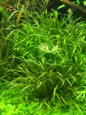 Čerstvé akvarijní rostliny – Výhodné ceny a odborné tipy - 7
