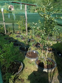 Prodej zahrady u Zlína - 7