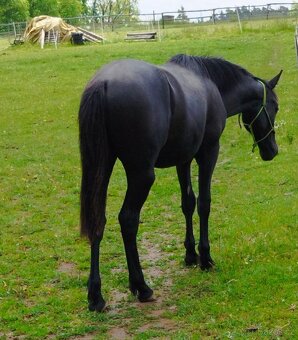 Lusitano x Welsh pony B - 7
