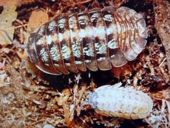 Prodám vzácnější Isopody - 7