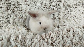 Zakrslý králík, králíček, králík - (lvíček)-VIKY - 7