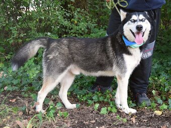 PUMA K ADOPCI - přátelský hasky - 7