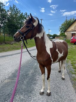 Pony klisna - 7