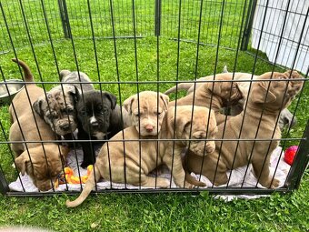 American Bully xl/xxl - 7