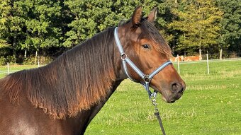 Kobylka ČT 1,5roku - 7