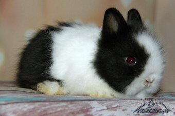 Zakrslí králíčci Teddy s VP + Minilop - doprava po ČR možná - 7
