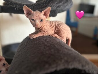 Koťata sphynx - 7