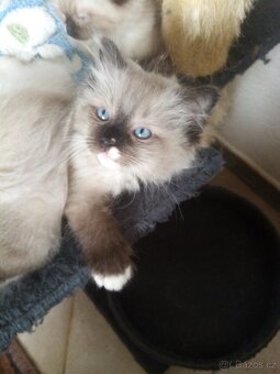 Koťata Ragdoll bez pp - 7
