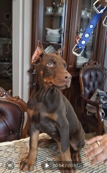 Doberman šteniatka s PP.. - 7