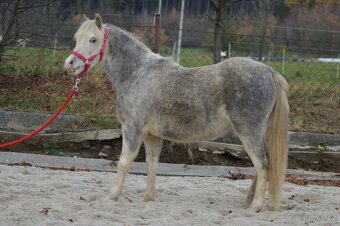 welsh mountain pony - 7