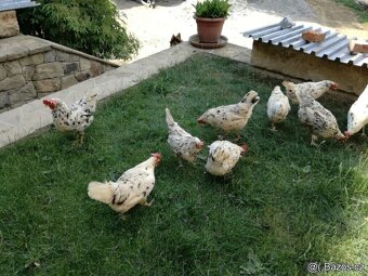 VLASKA EXCHEQUER letošní kohoutci - 7