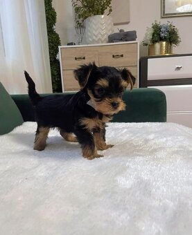 Jorkšírský teriér - 7