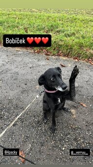 Bobík, kříženec hledá domov - 7