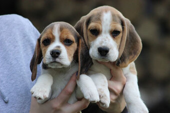 Beagle szczeniaczki po Championie Polski ZKwP (FCI) - 7