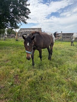 Kobylka Tara x appaloosa - 7