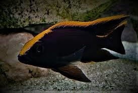 Tlamovci jezera Tanganika a Malawi. - 7