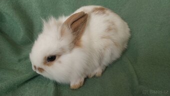 Zakrslý lvíček, králíček teddy - 7