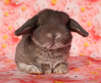 Minilop Beránci - 7