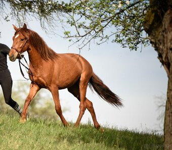 Lusitano klisna PSL 2 letá - 7