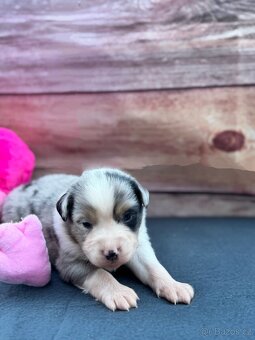 Miniaturní Americký ovčák s PP, blue merle pes - 7