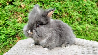 Zakrslý králík, králíček -(lvíček)-TOMMY - 7