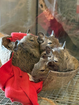 OSMÁK DEGU mláďata - 7