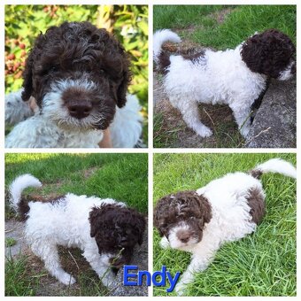 Lagotto romagnolo - pejsci s PP - 7