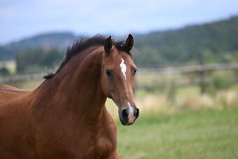 Klisna do chovu i sportu - 7