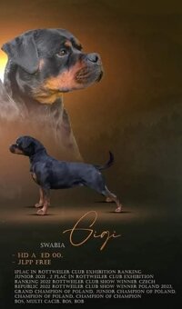 Rottweiler  / Rotvajler - 7