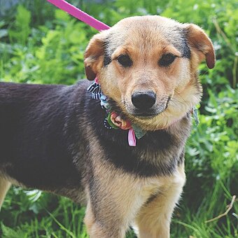 ŠEJLA K ADOPCI - 1 ROK, VDĚČNÁ, ODDANÁ,LASKAVÁ - 7
