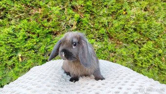 Zakrslý beránek, králíček, králík - PATRICIE - 7