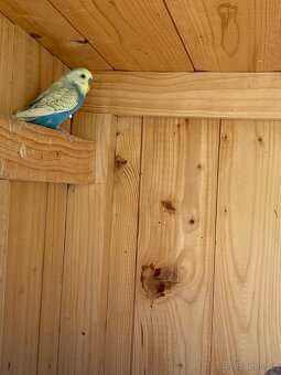 Prodám mladé andulky - 7