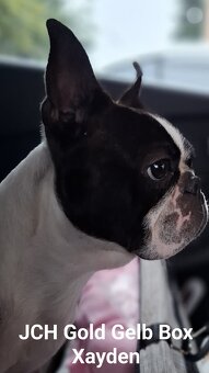 Boston, bostonský terier krytie. - 7