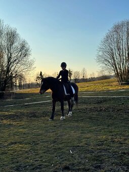 Připouštění Welsh Cob D - 7