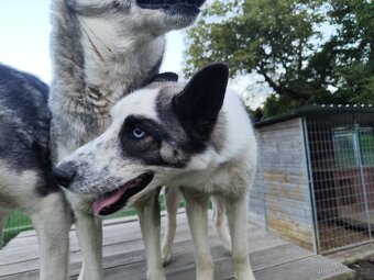 Štěně sibiřský husky - 7