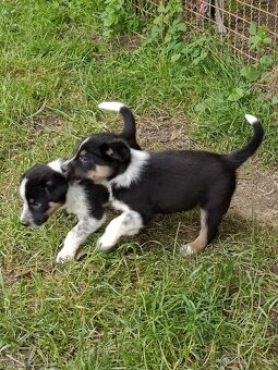 Štěňátka borderkolie s PP - 7